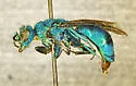 Chrysura smaragdicolor
