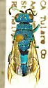 Chrysura smaragdicolor - photo 2