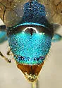Chrysura smaragdicolor - photo 3