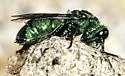 Chrysurissa densa