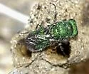 Chrysurissa densa - photo 2