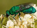 Chrysurissa densa - photo 3