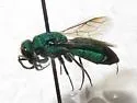 Chrysurissa densa - photo 4