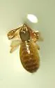 Chthonius tetrachelatus