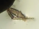Chthonius tetrachelatus - photo 2