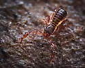 Chthonius tetrachelatus - photo 4