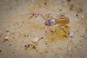Chthonius tetrachelatus - photo 5