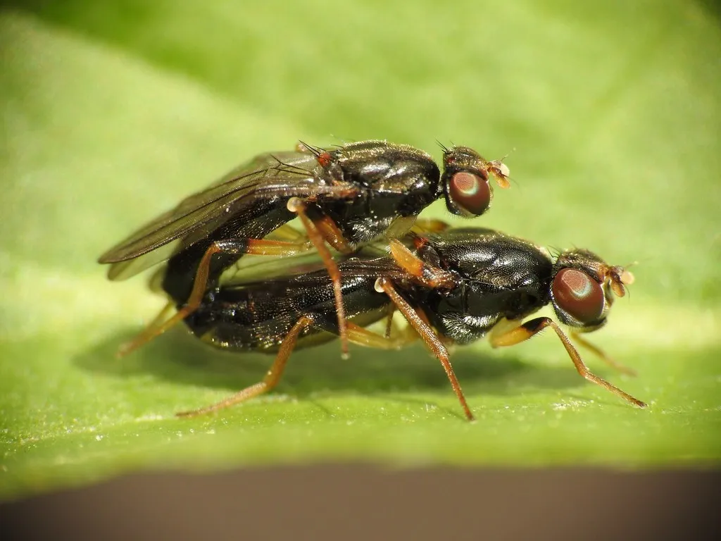 Chyliza annulipes - photo 2