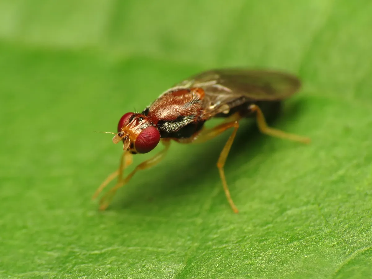 Chyliza apicalis - photo 3