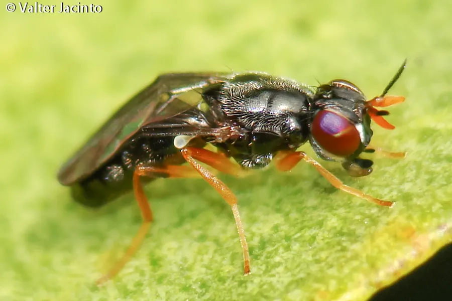 Chyliza extenuata - photo 3