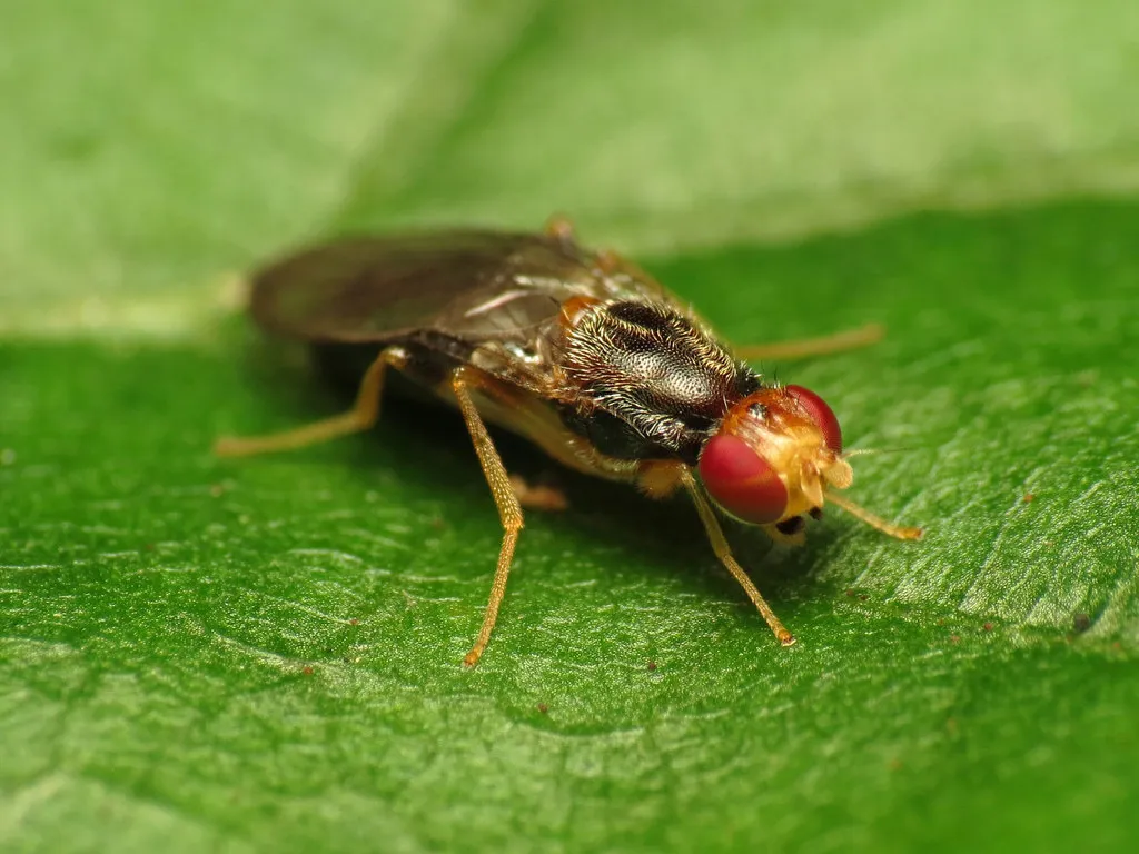 Chyliza notata - photo 2