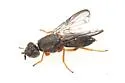 Chyliza scrobiculata
