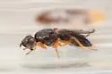 Chyliza scrobiculata - photo 2