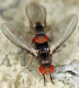 Chymomyza aldrichii