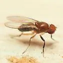Chymomyza procnemoides - photo 2