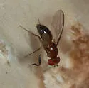 Chymomyza procnemoides - photo 3