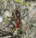 Chymomyza procnemoides - photo 4