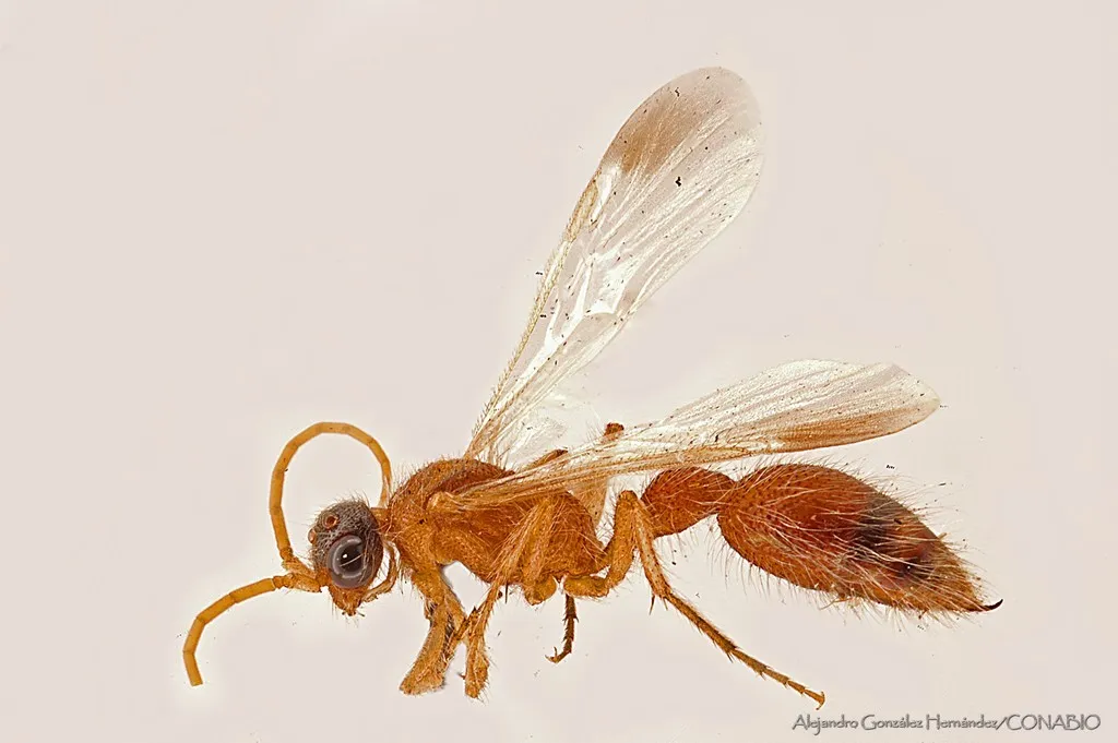 Chyphotes aenigmus