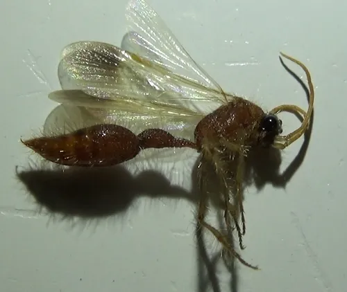 Chyphotes atriceps
