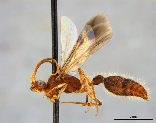 Chyphotes attenuatus - photo 2