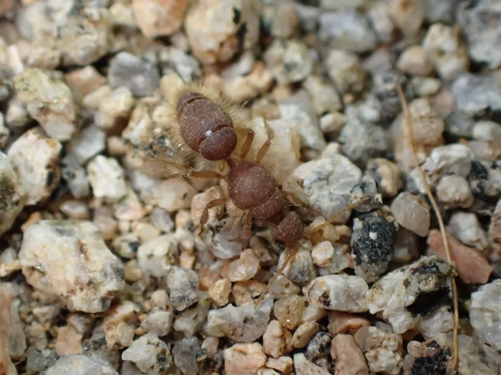 Chyphotes auripilus