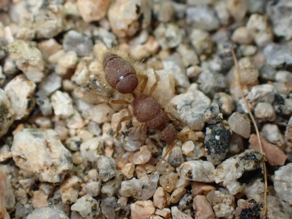 Chyphotes auripilus - photo 2