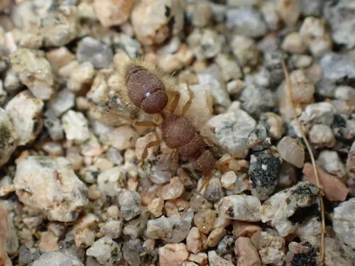 Chyphotes auripilus - photo 3