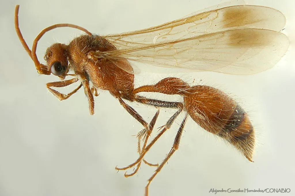 Chyphotes belfragei