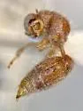 Chyphotes evansi