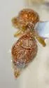 Chyphotes evansi - photo 2