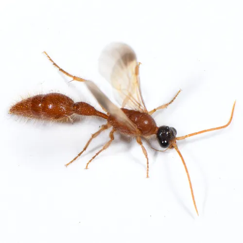 Chyphotes melaniceps - photo 3
