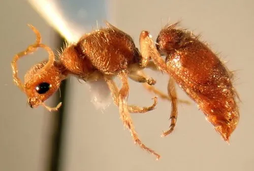 Chyphotes petiolatus