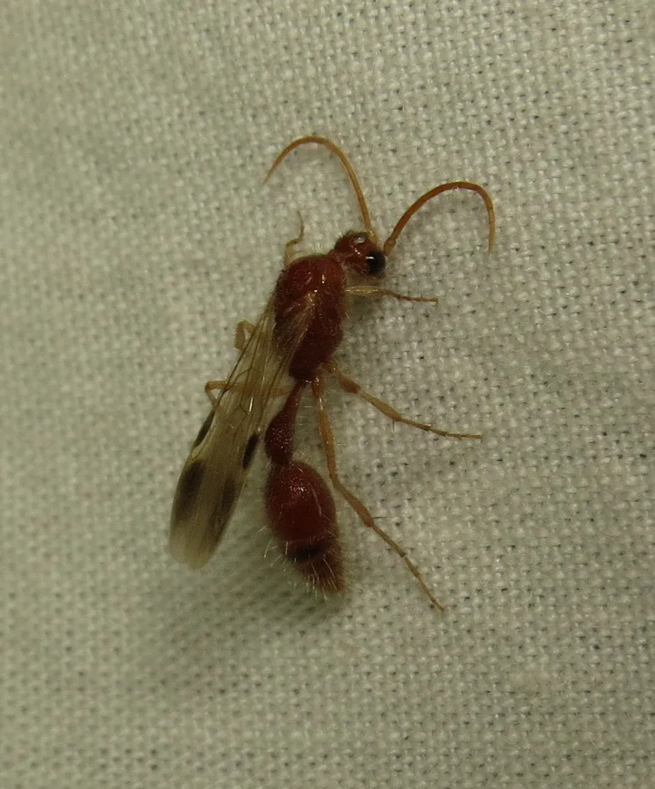 Chyphotid Wasps - Chyphotidae