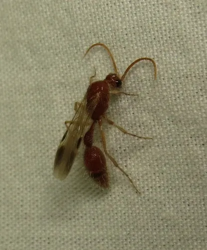 Chyphotid Wasps - photo 2