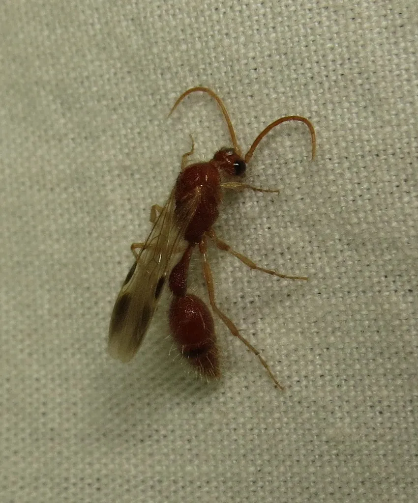Chyphotid Wasps - photo 3