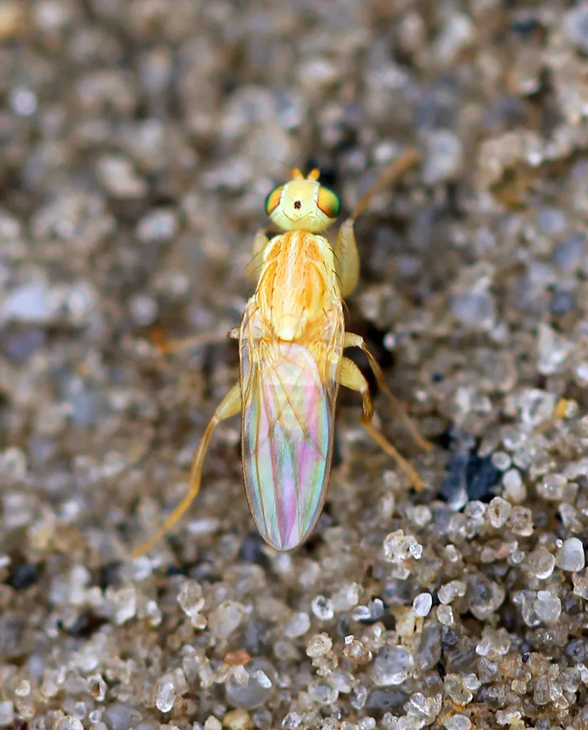 Chyromya femorella