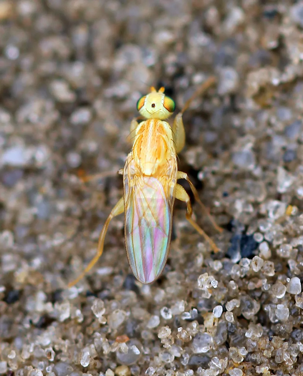 Chyromya femorella - photo 3