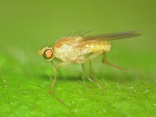 Chyromya flava