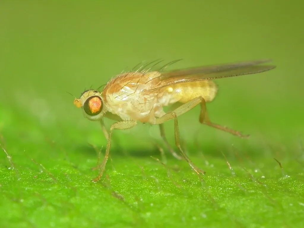 Chyromya flava - photo 2