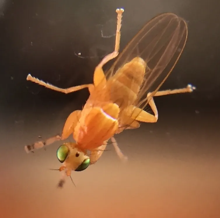 Chyromya miladae - photo 2