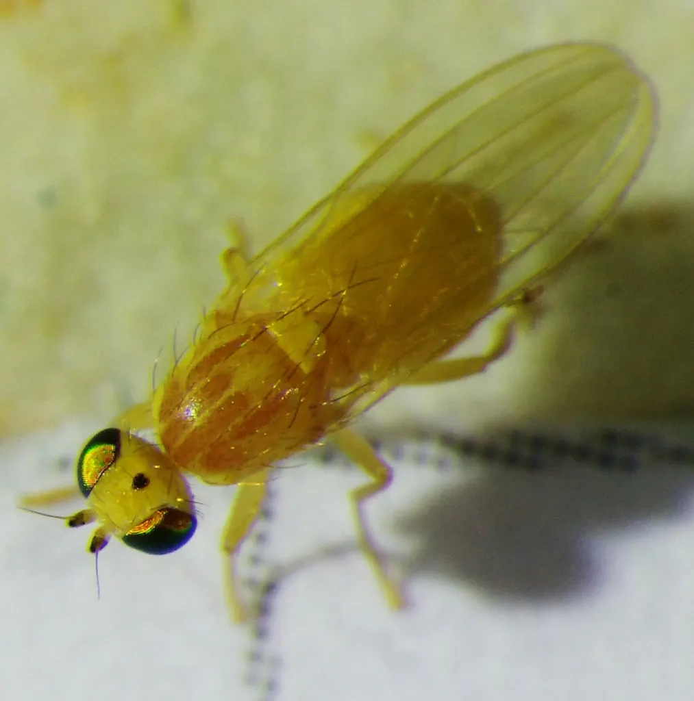 Chyromya oppidana - photo 2