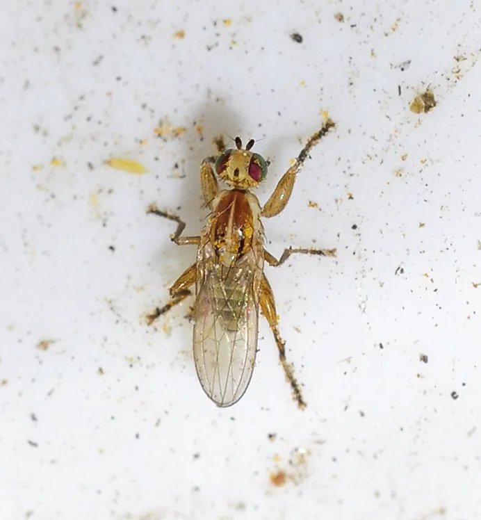 Chyromya robusta - photo 2