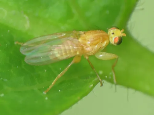 Golden Flies - photo 3