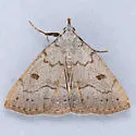 Chytolita n-sp - Chytolita n-sp