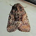 Barrens Marvel - Hodges#9557 - photo 2