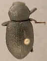Cibdelis bachei