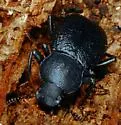 Cibdelis ventricosa - Cibdelis ventricosa