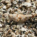 Cream Grasshopper - Cibolacris parviceps