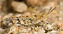 Cream Grasshopper - photo 2