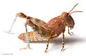 Cream Grasshopper - photo 5